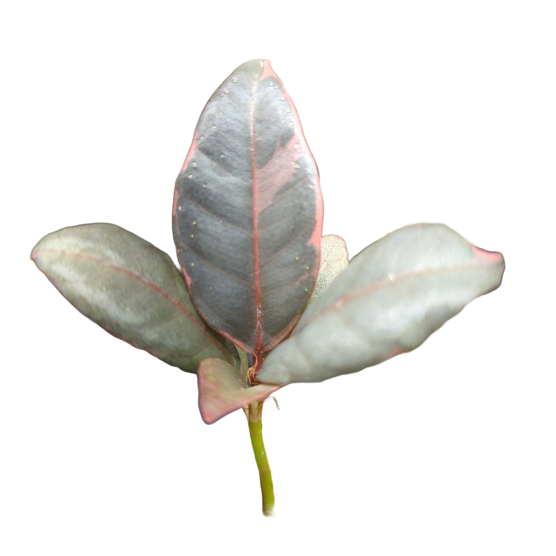 Baby Ficus elastica Ruby + selbstbewässernder Übertopf